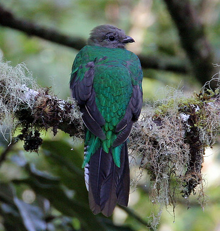 Resplendent Quetzal (Pharomachrus mocinno) female