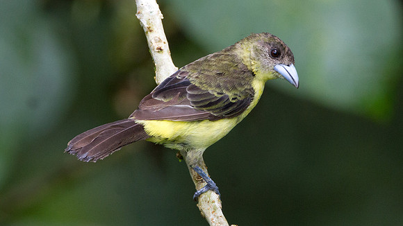 Lemon-rumped Tanager (Ramphocelus flammigerus)