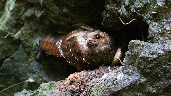 Oilbird (Steatornis caripensis)