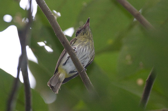 Bright-rumped Attila (Attila spadiceus) also known as Polymorphic Attila