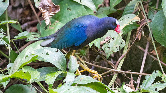 Purple Gallinule (Porphyrio martinica)