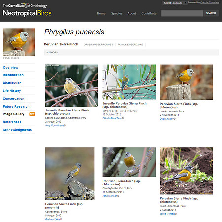 Cornell-Peruvian Sierra-Finch