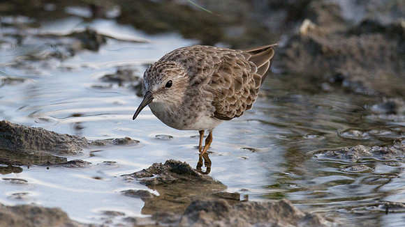 Least Sandpiper (Calidris minutilla)