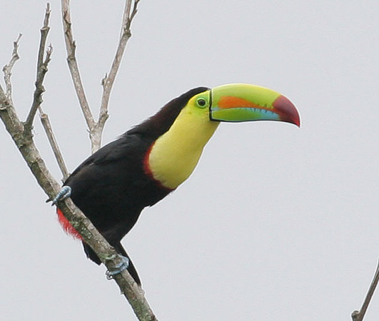 Keel-billed Toucan (Ramphastos sulfuratus) also known as Sulfur-breasted Toucan, Rainbow-billed Toucan