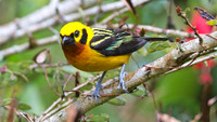 Golden Tanager (Tangara arthus)