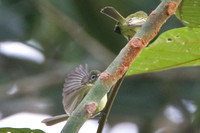 Paltry Tyrannulet (Zimmerius vilissimus) also known as Mistletoe Tyrannulet