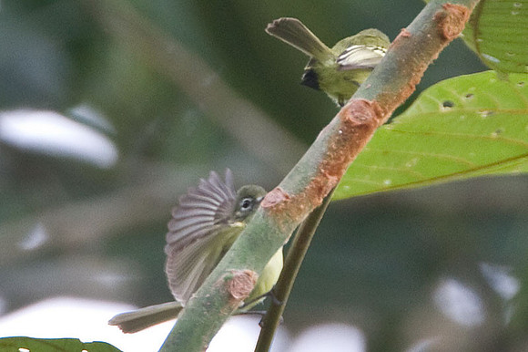 Paltry Tyrannulet (Zimmerius vilissimus) also known as Mistletoe Tyrannulet