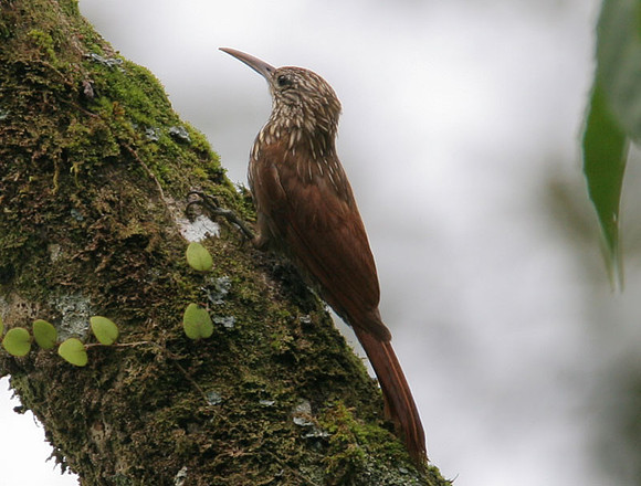Streak-headed Woodcreeper (Lepidocolaptes souleyetii)