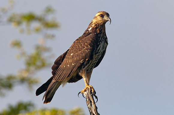 Snail Kite (Rostrhamus sociabilis)