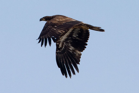 Bald Eagle (Haliaeetus leucocephalus) immature