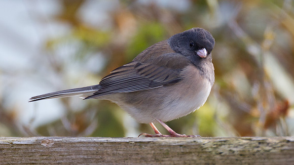 Dark-eyed Junco (Junco hyemalis oreganus)