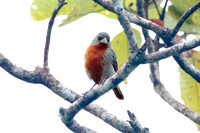 Chestnut-bellied Seedeater (Sporophila castaneiventris)