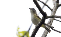 3Q2A0394 copy Blue-headed Vireo