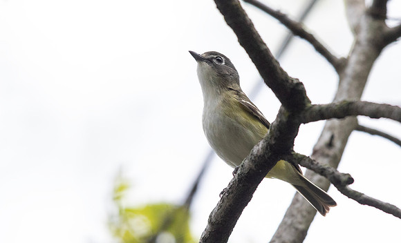3Q2A0394 copy Blue-headed Vireo