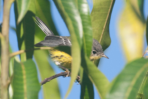 Magnolia Warbler (Dendroica magnolia) immature