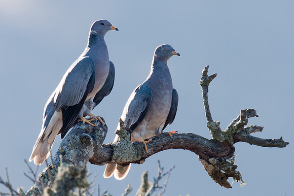 Band-tailed Pigeon (Patagioenas fasciata)