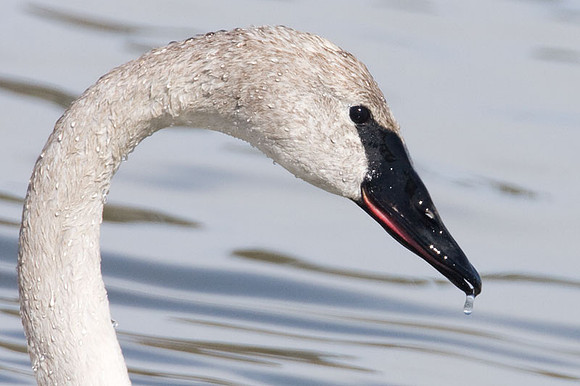 Trumpeter Swan (Cygnus buccinator)