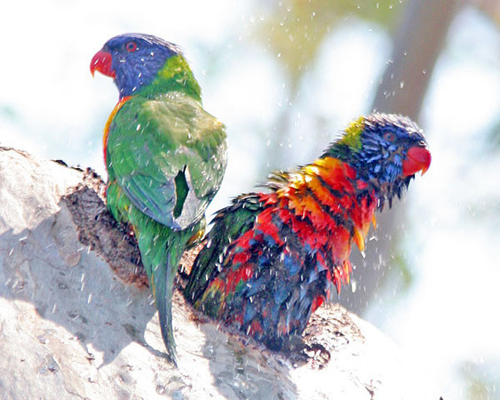 Rainbow Lorikeet (Trichoglossus haematodus)