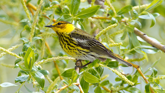 Cape May Warbler (Dendroica tigrina)