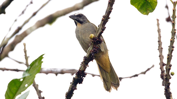Buff-throated Saltator (Saltator maximus)