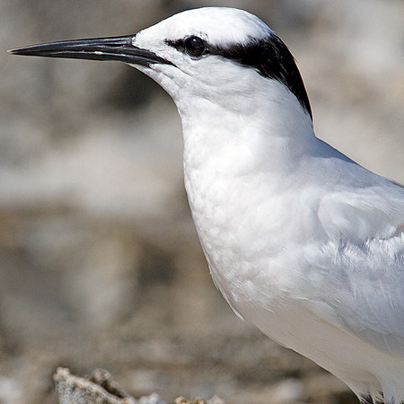 Black-naped Tern (Sterna sumatrana)