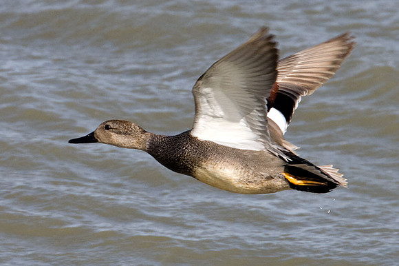Gadwall (Anas strepera)