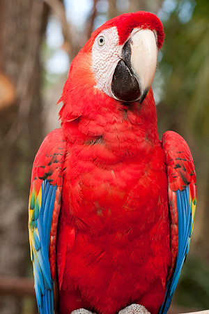 Scarlet Macaw (Ara macao) captive