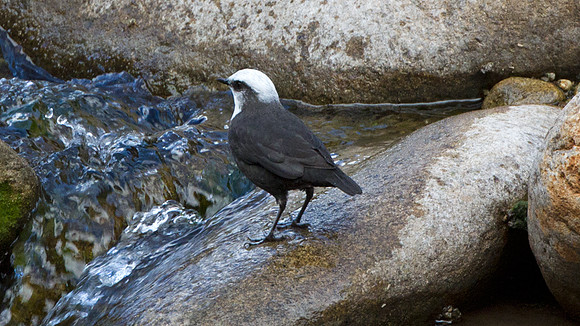White-capped Dipper (Cinclus leucocephalus)