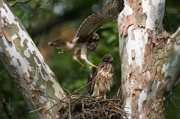 Red-shouldered Hawk (Buteo lineatus) juvenile
