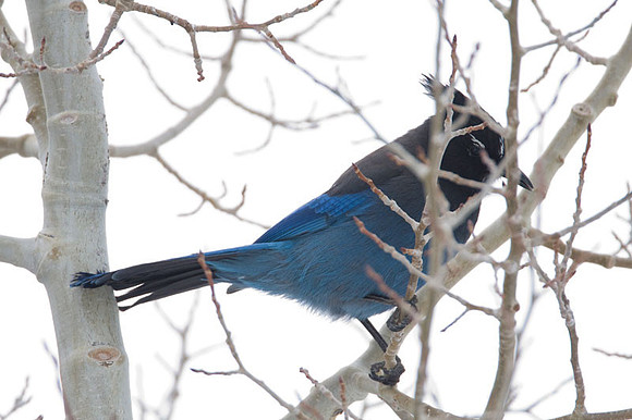 Steller's Jay (Cyanocitta stelleri)