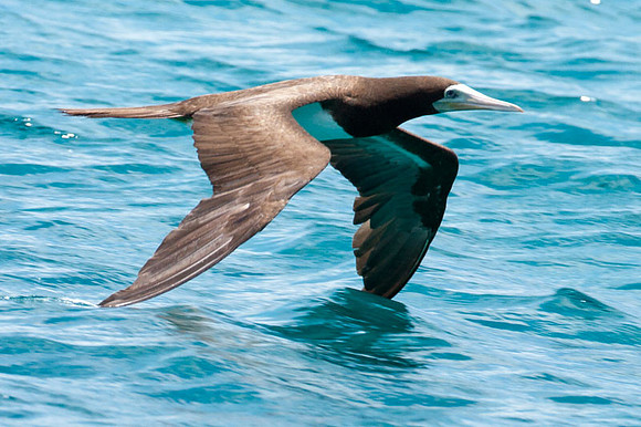 Brown Booby (Sula leucogaster)