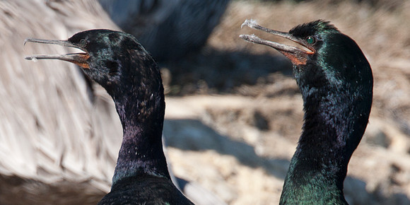 Pelagic Cormorant (Phalacrocorax pelagicus)