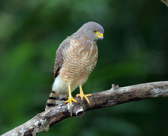 Roadside Hawk (Buteo magnirostris)