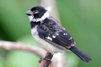 White-collared Seedeater (Sporophila torqueola) male