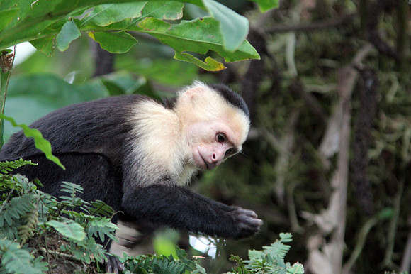 White-headed Capuchin (Cebus capucinus) also known as White-faced Capuchin