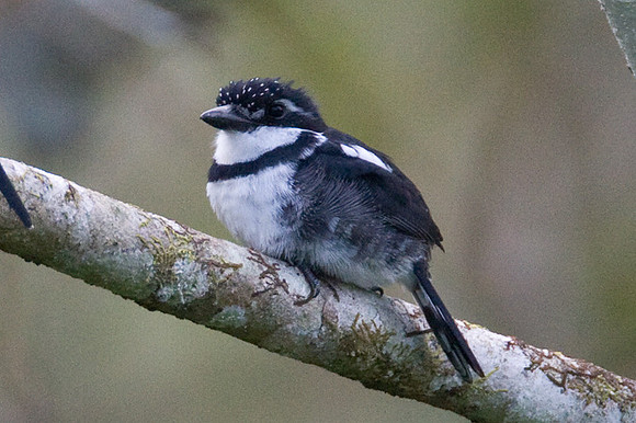 Pied Puffbird (Notharchus tectus)