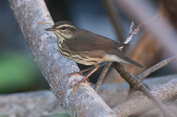 Northern Waterthrush (Parkesia noveboracensis)