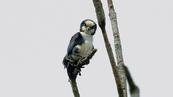 White-fronted Falconet (Microhierax latifroms) female
