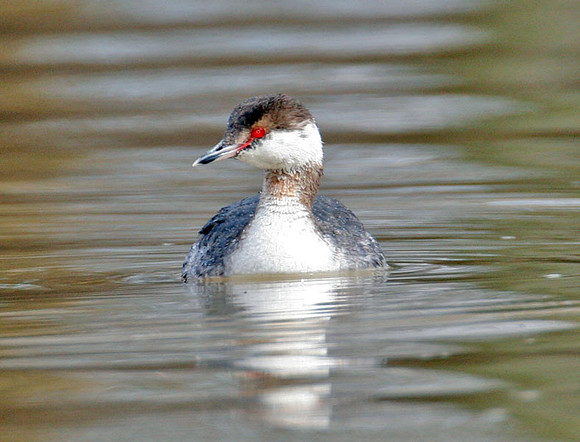 Horned Grebe (Podiceps auritus) winter plumage; also known as Slavonian Grebe