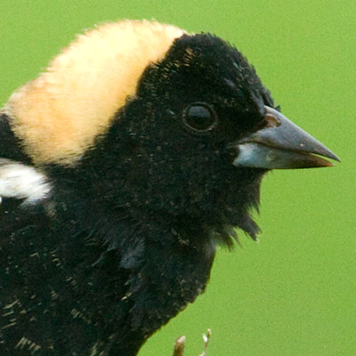 Bobolink (Dolichonyx oryzivorus)