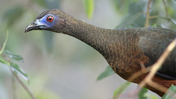 Sickle-winged Guan (Chamaepetes goudotii)