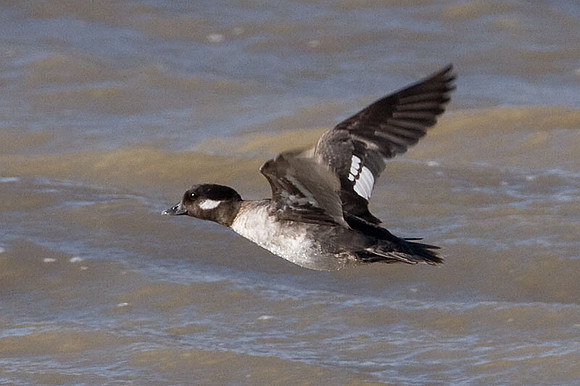Bufflehead (Bucephala albeola) female
