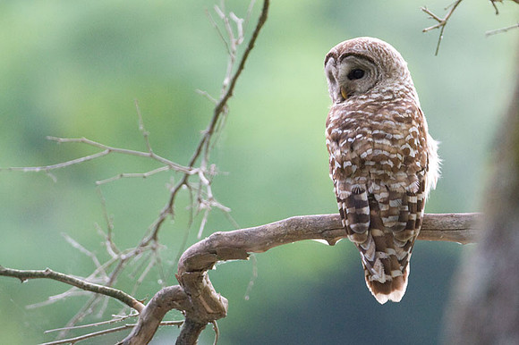 Barred Owl (Strix varia)