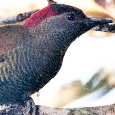 Golden-olive Woodpecker (Colaptes rubiginosus)