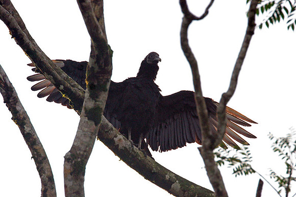 Black Vulture (Coragyps atratus) also known as American Black Vulture