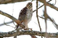 Cooper's Hawk (Accipiter cooperii)  juvenile
