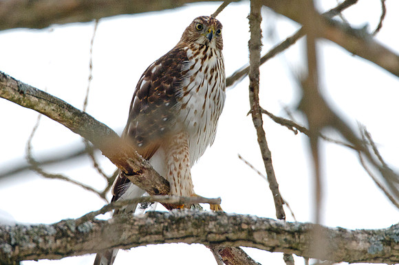 Cooper's Hawk (Accipiter cooperii)  juvenile