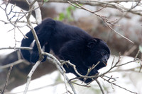 Black howler (Alouatta caraya)