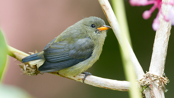 Bornean Flowerpecker (Dicaeum monticolum) juvenile