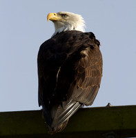 Bald Eagle (Haliaeetus leucocephalus)
